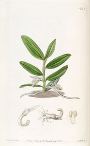 Campylocentrum micranthum (als syn. Angraecum micranthum)